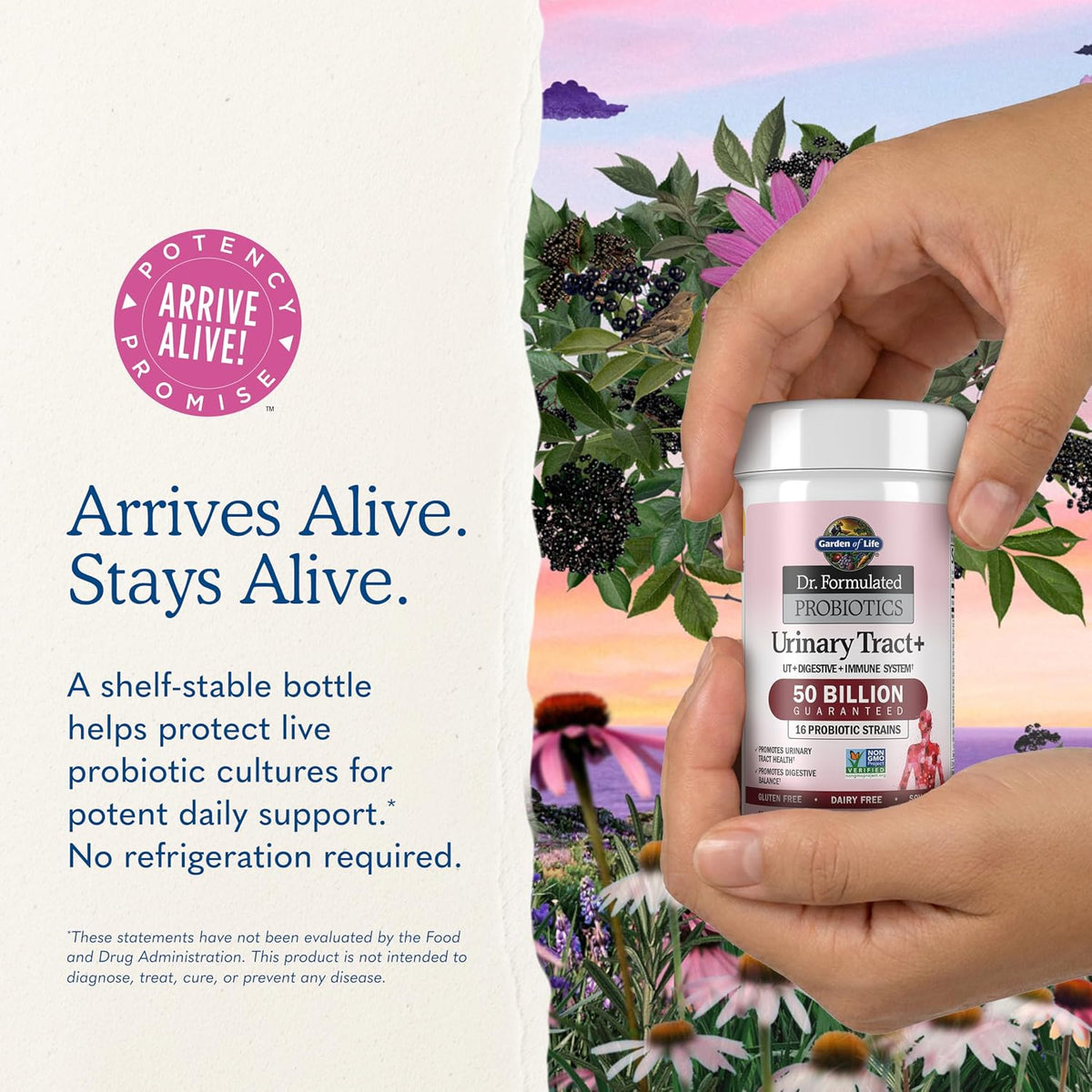 Garden of Life Dr. Formulated Probiotics Urinary Tract+ - 50 Billion CFU - Supports Digestive, Immune & Urinary Tract Health - Shelf Stable - 60 Vegetarian Capsules